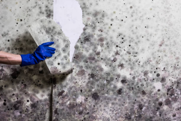 Best White Mold Remediation in East Rockaway, NY
