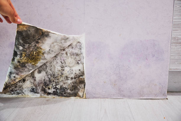 Best Residential Mold Remediation in East Rockaway, NY